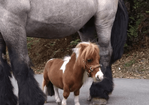 Pumuckel așteaptă să intre în Cartea Recordurilor. Ce dimensiuni are cel mai mic ponei din lume