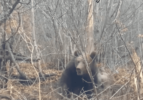 Pui de urs rănit, salvat de jandarmii din Bistrița. Era prins într-un laț de sârmă | VIDEO