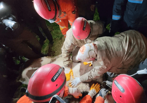 O femeie din Turcia și-a hrănit văcuța prinsă sub ruinele casei prăbușite la cutremur timp de 11 zile, până au venit salvatorii