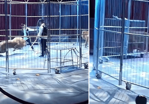 Momentul în care doi lei scapă din cușcă, în timpul unui spectacol de circ, în China - VIDEO