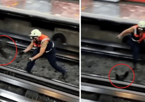 O găină a ajuns pe șine, iar circulația metroului din Ciudad de Mexico a fost oprită pentru a prinde pasărea | VIDEO