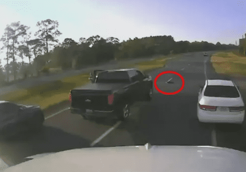 Accident pe o autostradă din Florida, după ce un șofer a oprit brusc pentru a permite unei țestoase să traverseze drumul | VIDEO