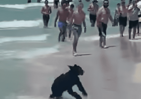 Pui de urs filmat în timp ce înoată și iese pe o plajă plină cu turiști, în Florida
