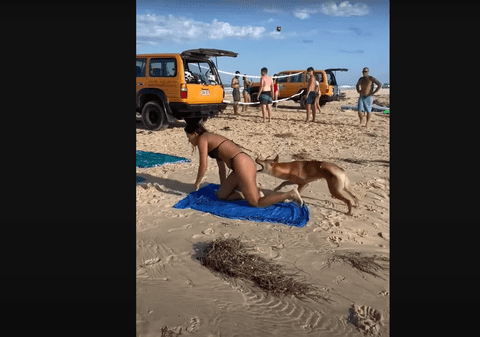 Momentul în care un câine dingo mușcă o turistă care făcea plajă în Australia. Animalul a fost ulterior „eutanasiat în mod uman" | VIDEO