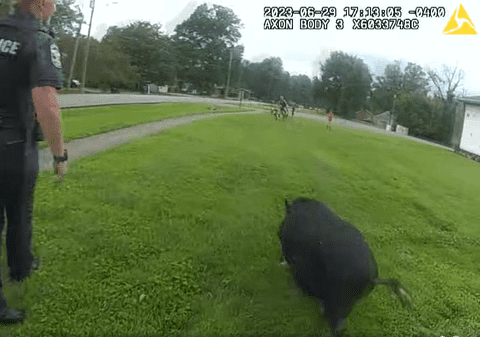 „Urmărire” virală: polițiștii și localnicii încearcă să prindă un porc care alerga pe străzile din Kentucky, Louisville | VIDEO