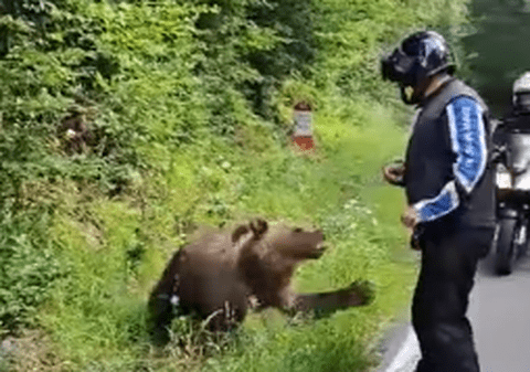 Un turist străin, la un pas să fie atacat de un urs pe care se oprise să-l hrănească, pe Transfăgărășan. VIDEO