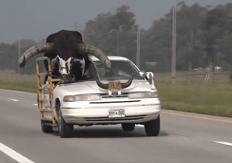 „Credeau că o să fie ceva mic”. Taur uriaș plimbat pe bancheta unei mașini, pe o autostradă din Nebraska | VIDEO