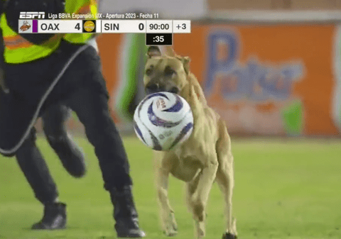 "Atenţie la câine! Să-l prindem!". Un patruped a "arestat" mingea, la un meci din Mexic, și timp de două minute a făcut de râs forțele de ordine| VIDEO