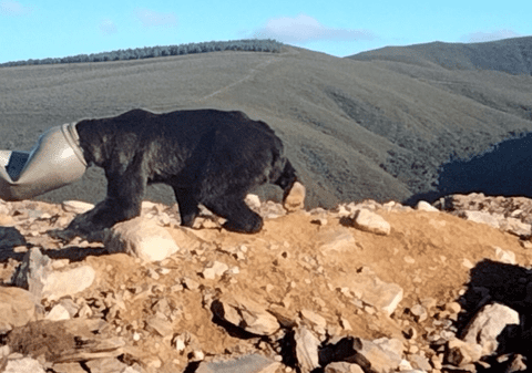 Operațiune de salvare a unui urs brun, care își blocase capul într-un butoi din plastic, în Spania