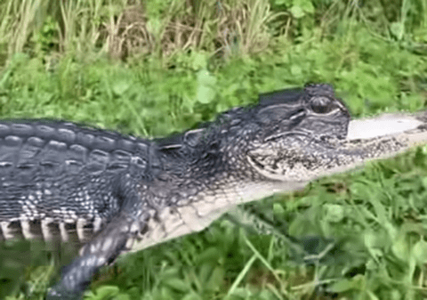 Un aligator găsit fără maxilarul superior a fost salvat de un sanctuar pentru reptile, în SUA. Cum a fost rănit animalul