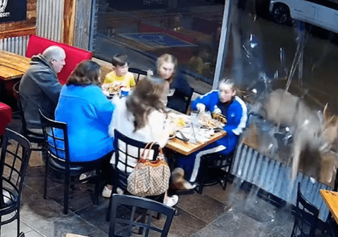 Momentul în care un cerb rănit năvălește prin geamul restaurantului, în Tennessee. O fetiță de 13 ani a fost rănită