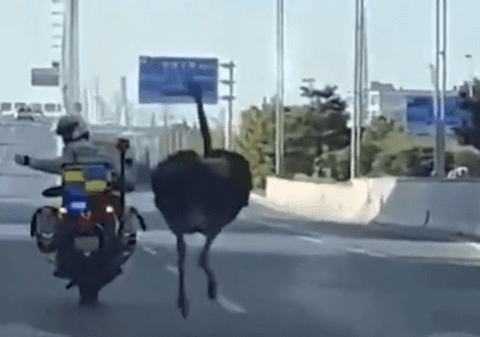 Un struț a produs haos pe o autostradă din China. Polițiștii s-au chinuit să-l prindă, un agent a căzut de pe motocicletă | VIDEO