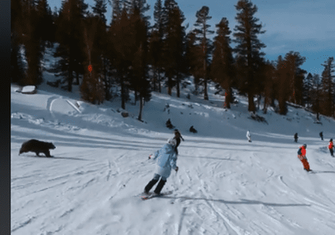 Schiorii și snowboarderii ocolesc ursul care a năvălit pe o pârtie aglomerată din SUA | VIDEO