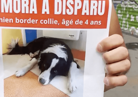 Un român va face închisoare pentru că i-a furat câinele unui cioban, pe stradă, în mijlocul Parisului. Animalul este de negăsit, după 4 luni