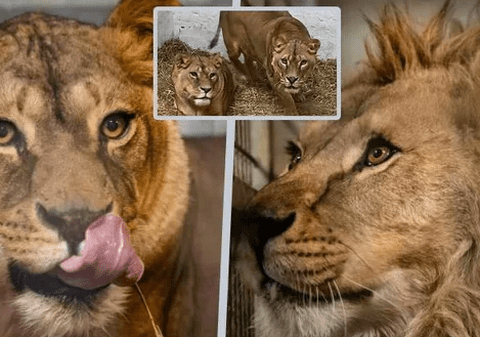 „Victimele neașteptate ale războiului din Ucraina sunt în siguranță”. Leii Atlas, Queen și Luladja au fost salvați și au ajuns într-o grădină zoologică din Franța