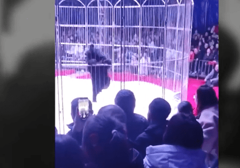 Momente de panică la un circ din China, după ce un urs a fost la un pas să iasă din cușcă | VIDEO