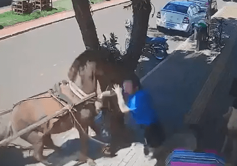 Momentul în care un cal înhămat la o trăsură mușcă un deputat local care mergea pe trotuar, în Brazilia | VIDEO
