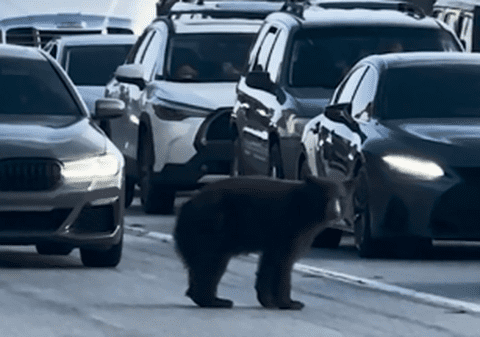 Un urs „somnoros” a blocat traficul pe o autostradă aglomerată din sudul Californiei | VIDEO