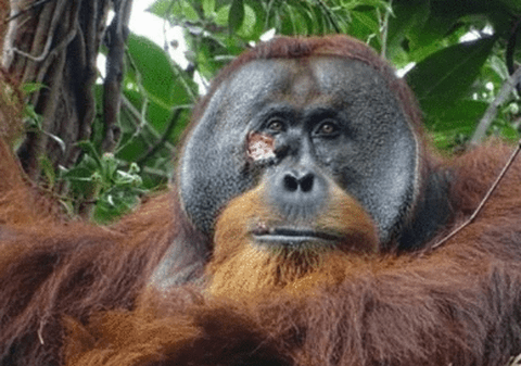 Rakus, un urangutan rănit, observat când folosește o soluție din plante pentru a-și trata o rană. „Suntem mai mult asemănători decât diferiţi” | VIDEO