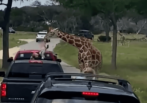 „Ne-a stat inima!”. Girafa ridică o fetiță de 2 ani din mașină, într-un safari în SUA | VIDEO