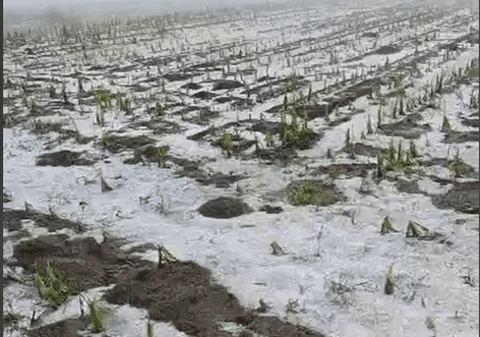 Grindină și averse lângă Huși, în județul Vaslui: gheața a afectat culturile agricole