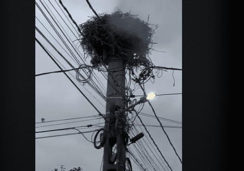 Incendiu la un cuib de berze, aflat pe un stâlp de electricitate în judeţul Alba