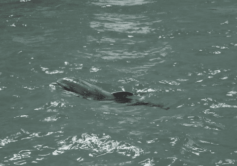 A murit Baby, primul pui de delfin care s-a născut în captivitate în România. Ce au descoperit specialiștii