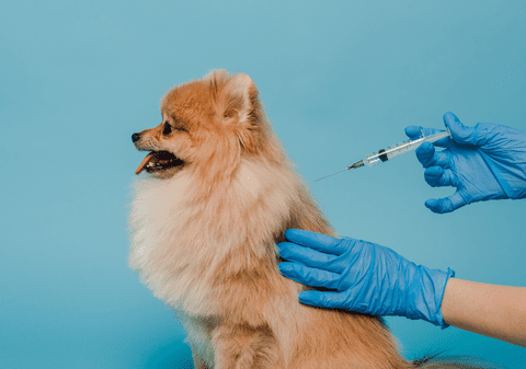 Ce vaccinuri se fac la câini mici - vaccinarea canină explicată