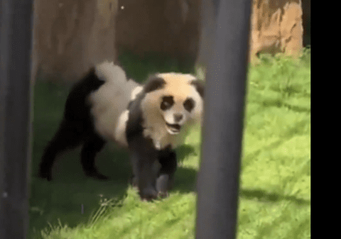 „Doamne, latră? Dați-ne banii înapoi!”. Încă o grădină zoologică din China a vopsit câini Chow Chow și i-a prezentat drept urși panda | VIDEO