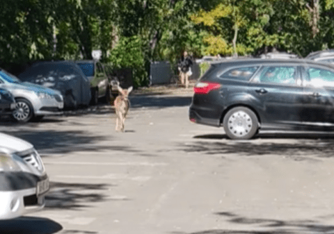 Momentul în care o căprioară se plimbă printre blocurile din Sectorul 3 al Capitalei