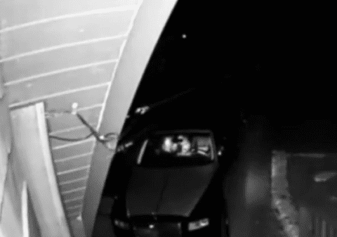 Escrocherie de peste 140.000 de dolari. Patru oameni au fost arestați, după ce s-ar fi deghizat în urși pentru a înșela firme de asigurări auto