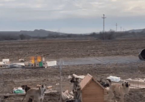 143 de câini chinuiți într-un adăpost neautorizat de animale din Bulzești, Dolj. Proprietara a fost amendată