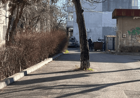 Fenomen inedit în Ploiești: Un copac supraviețuiește în mijlocul carosabilului