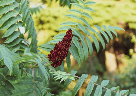 Cum a fost descoperit sumacul: O poveste fascinantă a unei plante versatile
