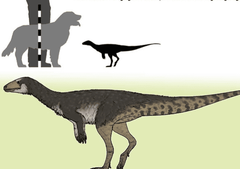 Un dinozaur de mărimea unui pui de găină rescrie istoria răspândirii acestora pe Pământ