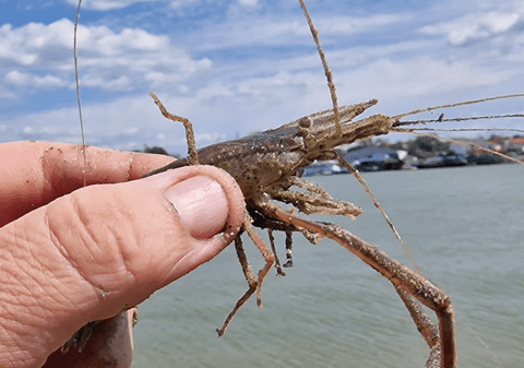 La Galați, pe Dunăre, au apărut creveții asiatici: „Unde mai pui că se și curăță mai ușor decât racii”
