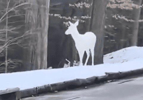 Animalul rar care și-a făcut apariția în SUA. Imaginile surprinse cu unul dintre puținele exemplare care supraviețuiesc: „Am crezut că este o sculptură în zăpadă”