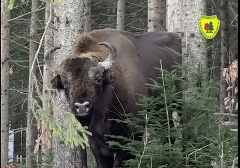 Un zimbru impunător, puțin nervos, filmat într-o pădure din Parcul Național Vânători
