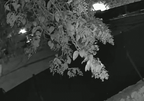 Video cu momentul în care un român e împușcat din spate și ucis, în Italia: „A pozat în justițiar, nu era autoapărare”