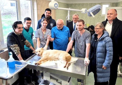 Câinii fără stăpân din Sectorul 1 vor fi tratați gratuit la „Căsuța Veterinarului”. Cum pot fi adoptați