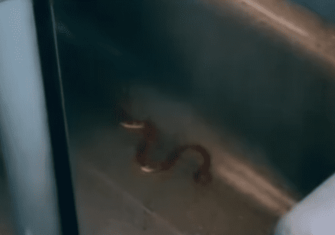 Haos într-un tren în Italia, din cauza unui șarpe. Traficul feroviar a fost blocat câteva ore VIDEO