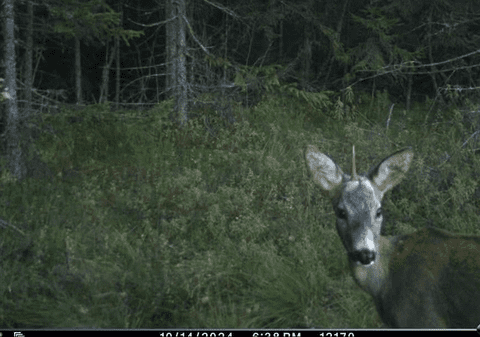 Un „unicorn carpatin” a fost fotografiat într-un parc natural din Ucraina: „Este un motiv pentru a nu crede în miracole?”