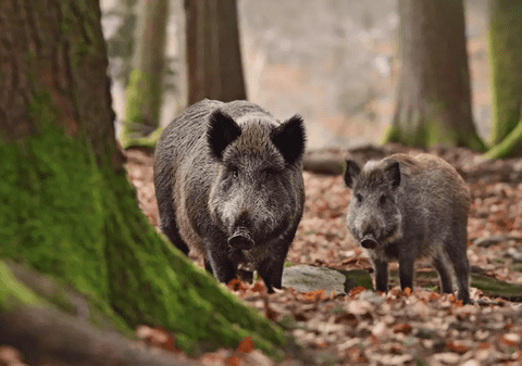 Porc mistreț în Otopeni, într-un parc plin de copii. Mesaj RO Alert: „Rămâneți în locuințe!”