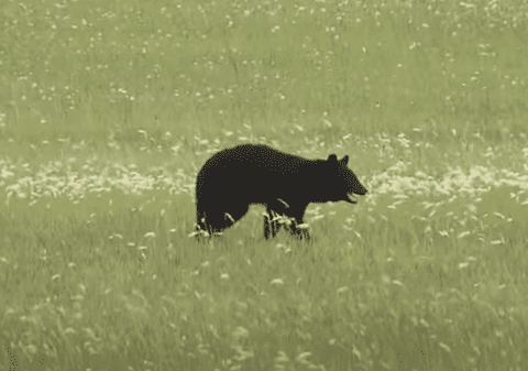 Un urs de 1,2 metri a produs panică la un aeroport japonez. Mai multe zboruri anulate I VIDEO