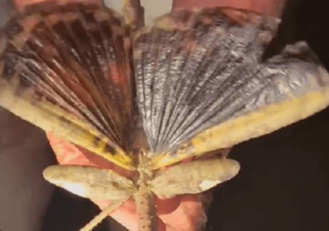 O insectă-băț, grea cât o minge de golf, a fost descoperită în Australia: „Foarte puțini oameni ajung să o vadă” I VIDEO