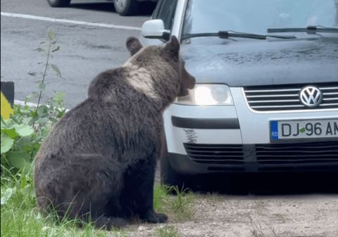 Un șofer s-a prefăcut că lovește un urs de pe Transfăgărășan cu mașina, ca să-l intimideze. Internauții s-au împărțit în două tabere I VIDEO