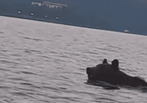 Un urs s-a bălăcit încercând să se răcorească în zona barajului Bicaz. Un altul fusese văzut în râul Olt. Canicula îi transformă în mari înotători