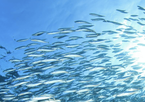 Sardinele conservate – super-alimentul accesibil pentru sănătatea ta de zi cu zi