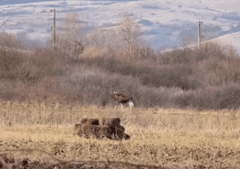 Primul elan confirmat în Hunedoara după decenii de absență: „o descoperire rară pentru fauna țării”