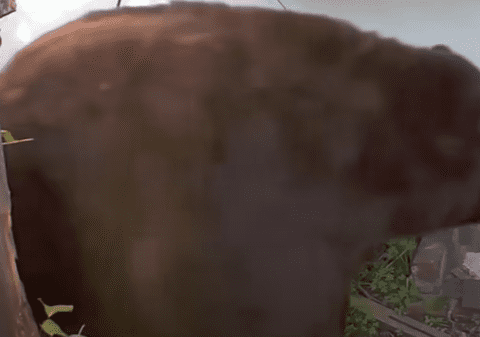 „E un coșmar”: un bărbat trăiește de o lună cu un urs care și-a făcut culcuș sub casa lui I VIDEO